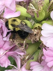 Bombus bimaculatus