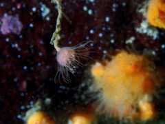 Ectopleura