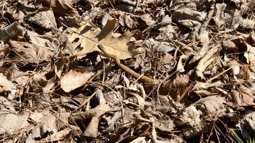 Common Garter Snake