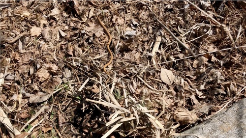 Common Garter Snake