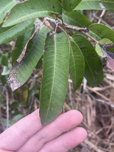 iNaturalist observation photo of laurel sumac