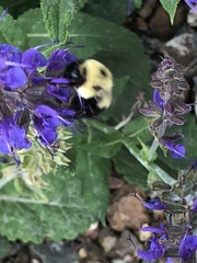 Bombus bimaculatus