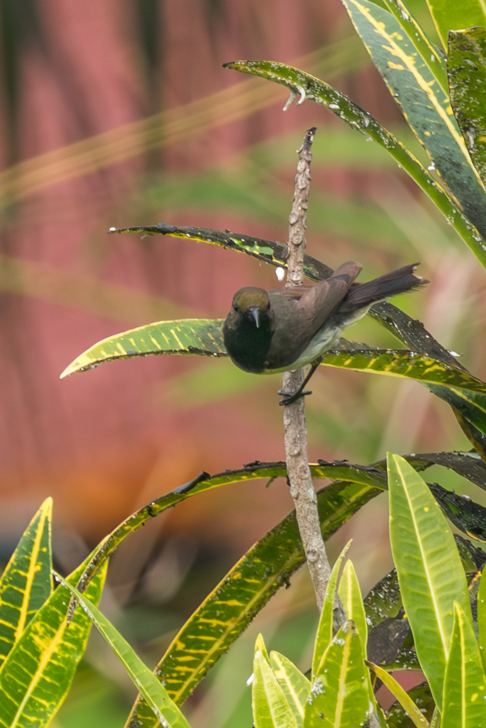 Newton's Sunbird (Anabathmis newtonii), photo 2