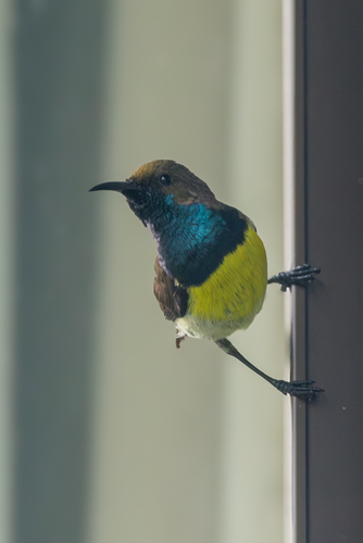 Newton's Sunbird (Anabathmis newtonii), photo 3