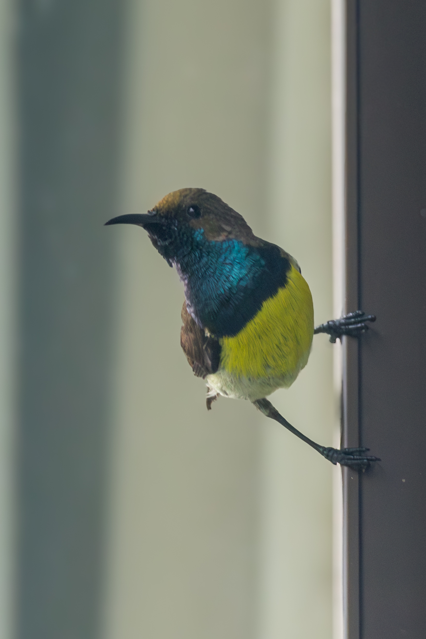 Newton's Sunbird (Anabathmis newtonii), photo 3