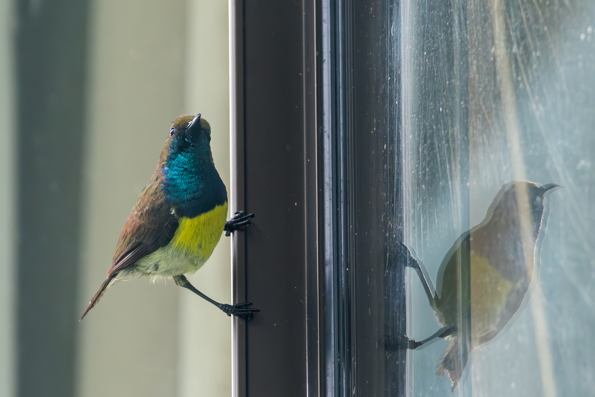 Newton's Sunbird (Anabathmis newtonii), photo 7