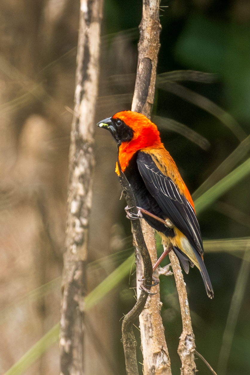 Black-winged Red Bishop (Euplectes hordeaceus), photo 7