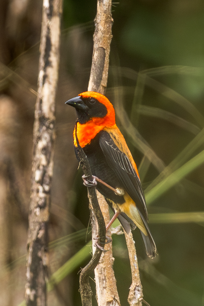 Black-winged Red Bishop (Euplectes hordeaceus), photo 6
