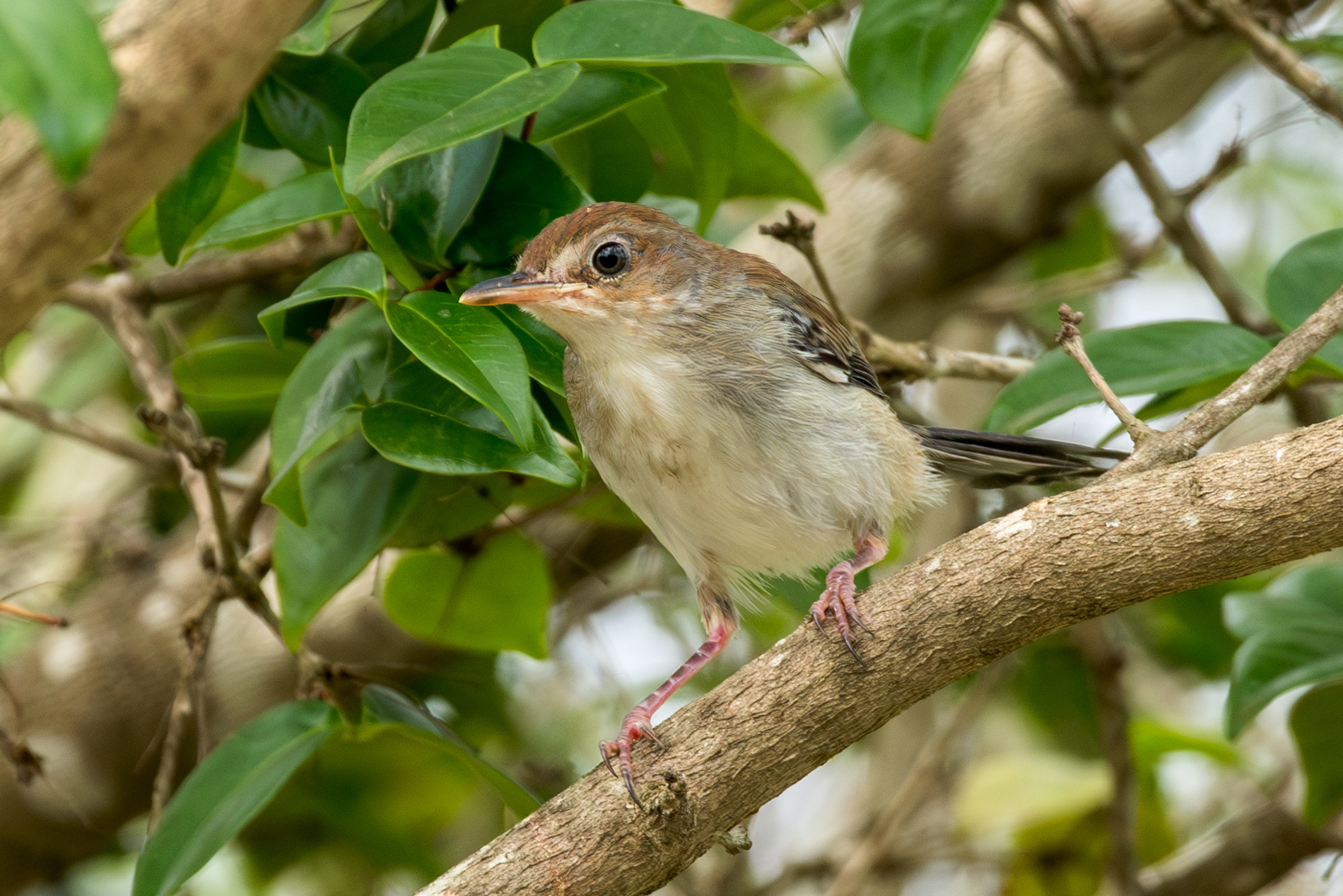 Sao Tome Prinia illustration