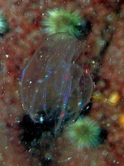 Bolinopsis microptera