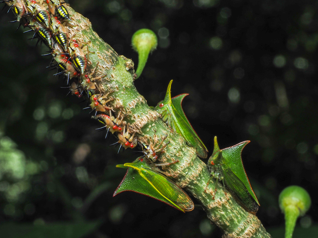 Alchisme virescens