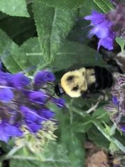 Bombus bimaculatus