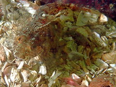 Artedius harringtoni