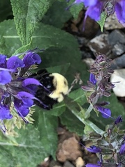 Bombus bimaculatus