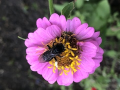 Melissodes bimaculatus