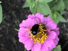 Melissodes bimaculatus