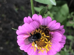 Melissodes bimaculatus