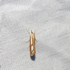 Catoptria latiradiellus