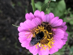 Melissodes bimaculatus