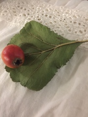 Crataegus marshallii