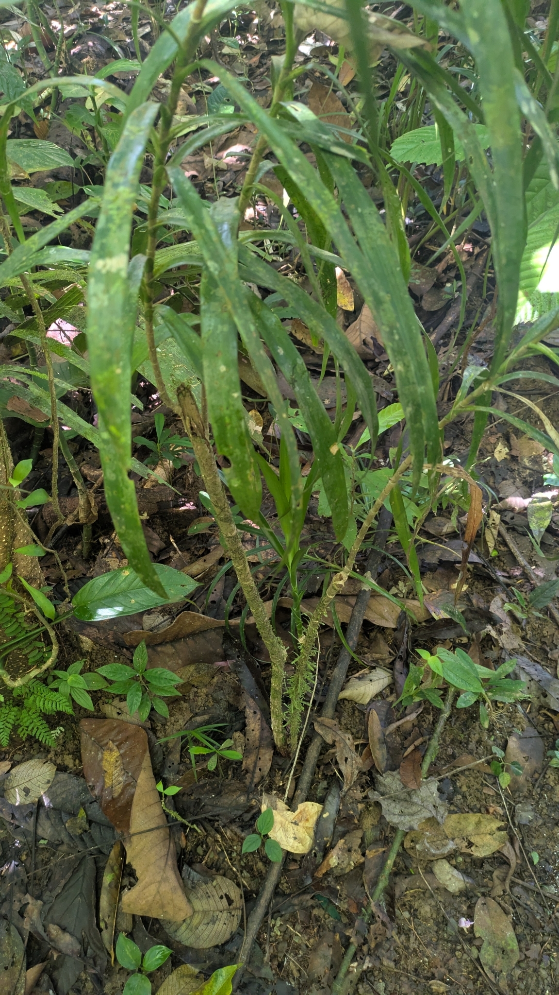 Imagem de Dracena Reflexa