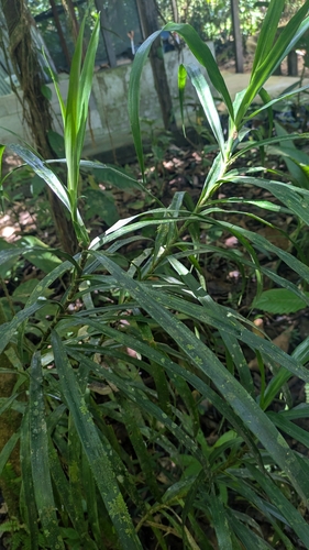Foto de Dracena Reflexa