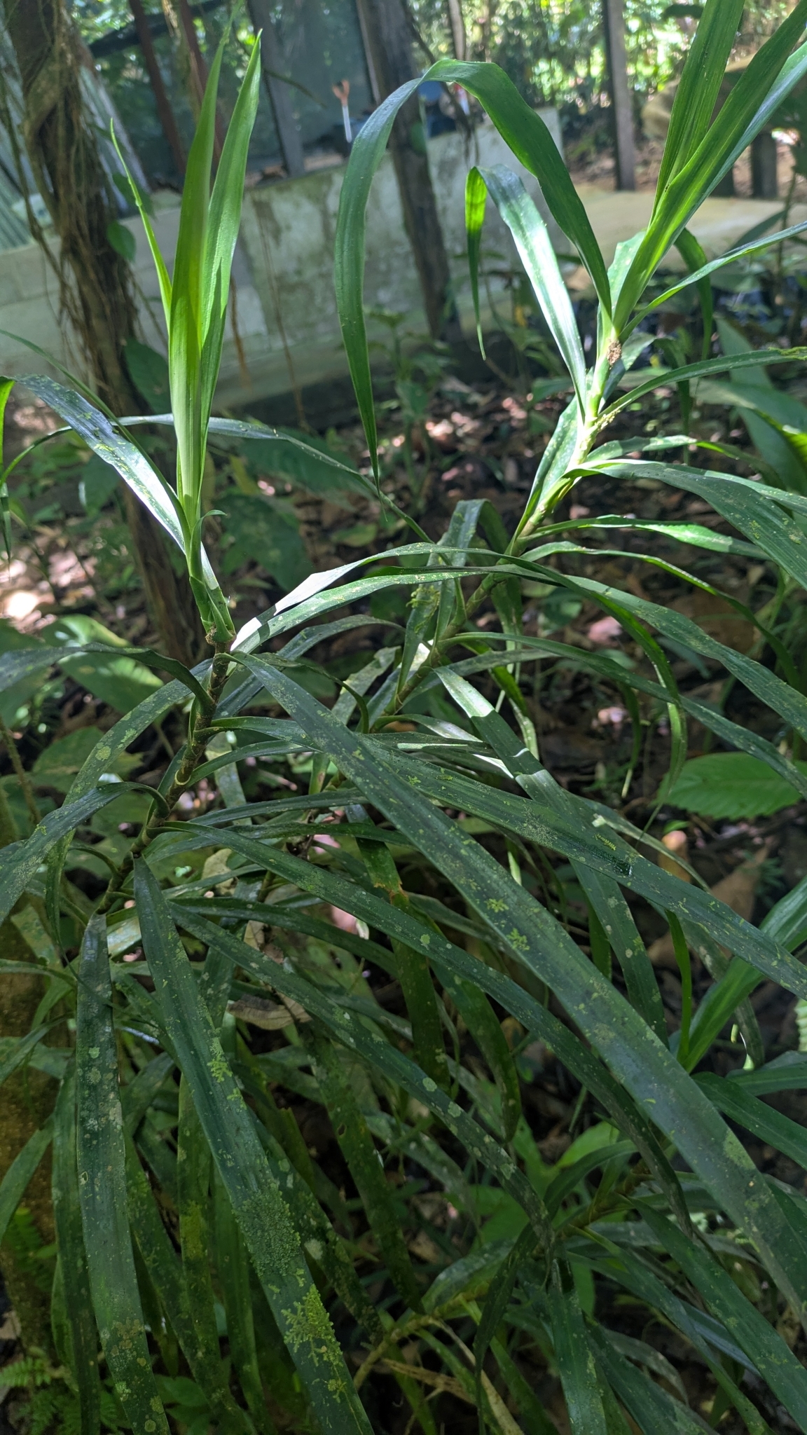 Imagem de Dracena Reflexa