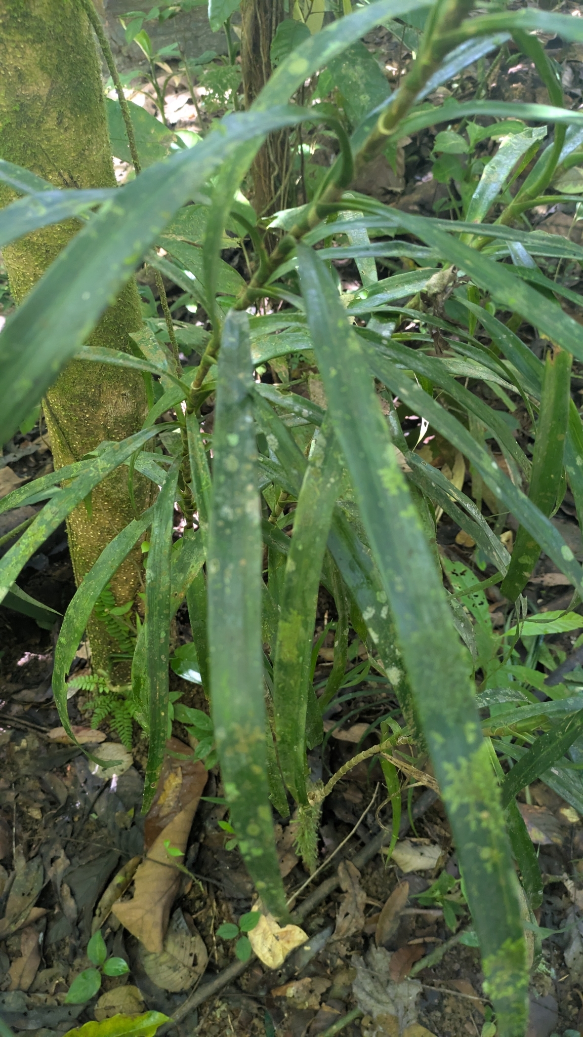 Imagem de Dracena Reflexa
