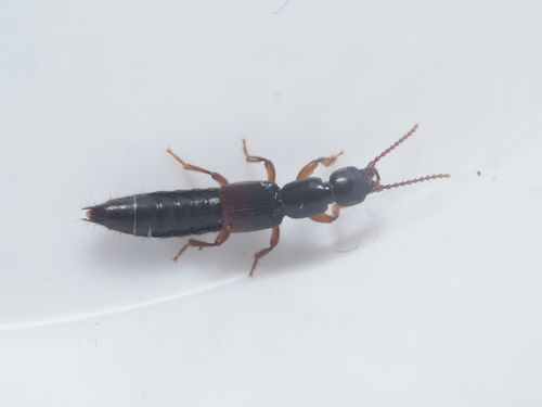 Lathrobium rufipenne