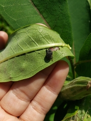 Rhyssomatus lineaticollis