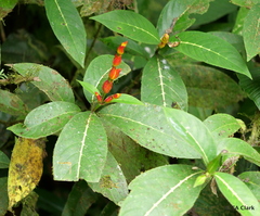 Sanchezia oblonga