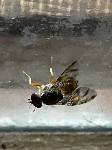 Ceratitis capitata observed 2025-02-07