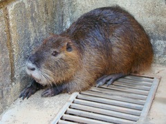 Coypu photo 6