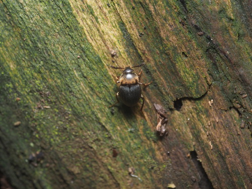Catops tristis