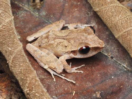 Chac's Rainfrog, Craugastor chac