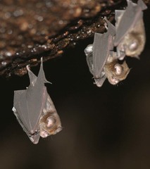 Hipposideros