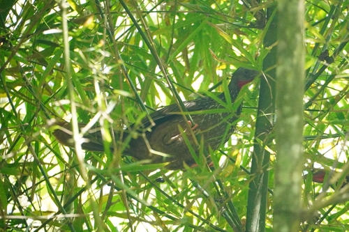 Band-tailed Guan (Penelope argyrotis), photo 6