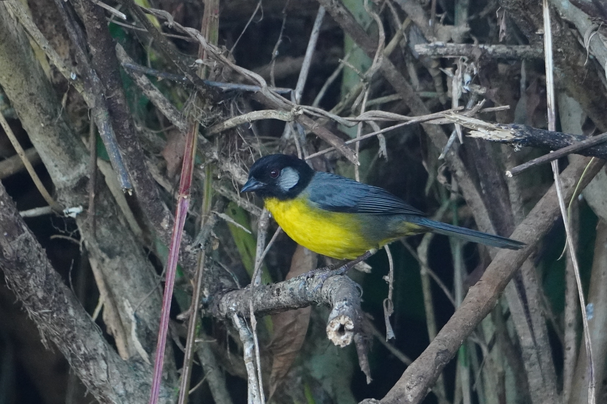 Santa Marta Brushfinch (Atlapetes melanocephalus), photo 3
