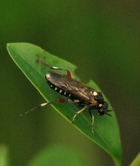 Macrophya punctumalbum
