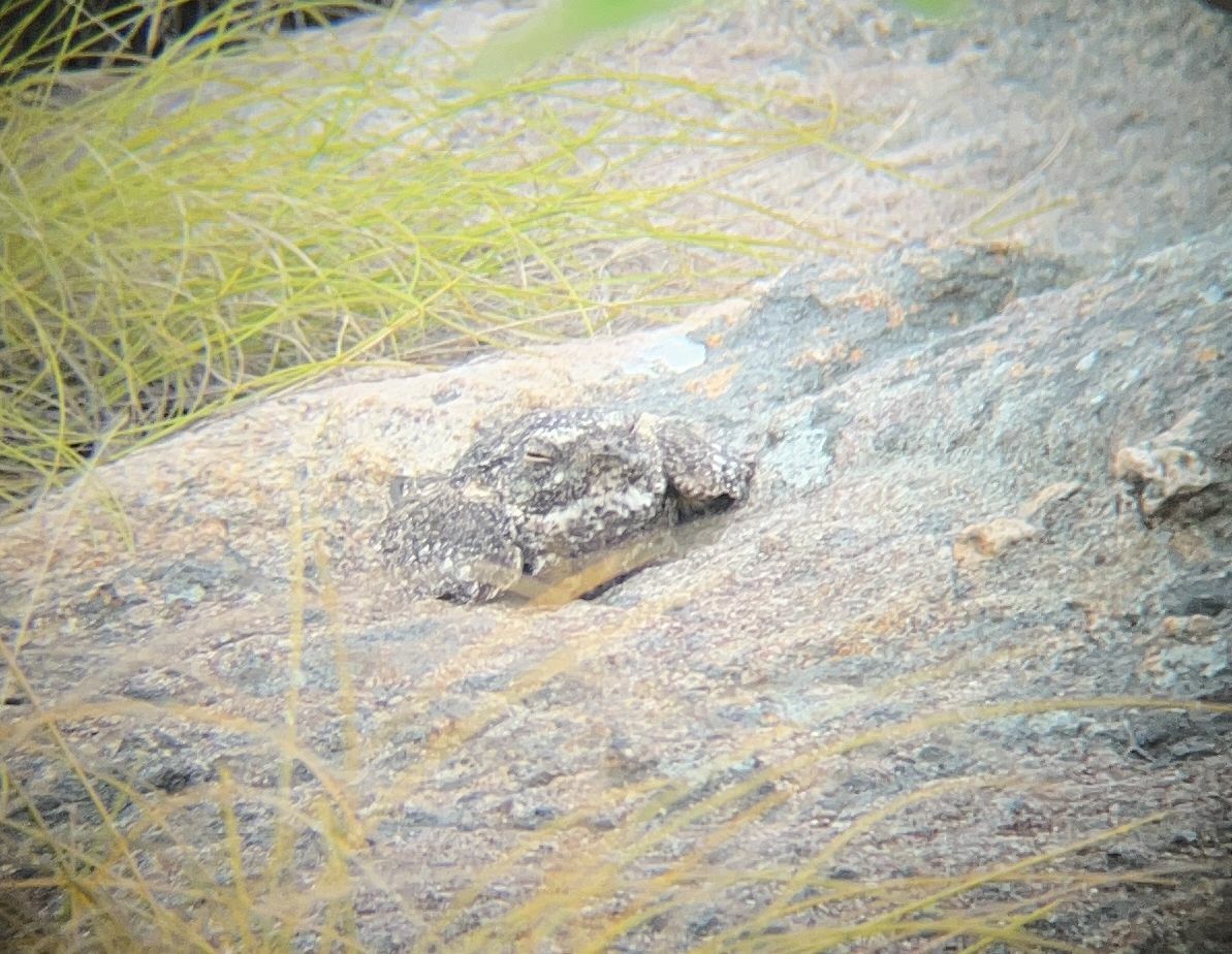 Freckled Nightjar (Caprimulgus tristigma), photo 3