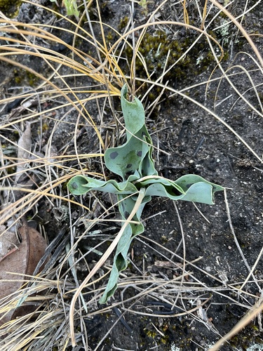 Image of Ledebouria asperifolia by (c) katuchka, some rights reserved (CC BY)