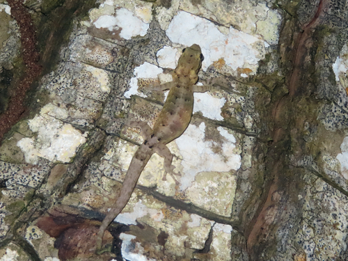 Northern Seychelles Tail-pad Gecko, Urocotyledon norzilensis