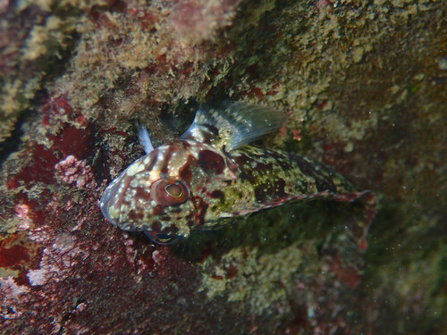 Bluntnose klipfish (Clinus cottoides) — Clinidae