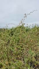 Malacothamnus fasciculatus catalinensis