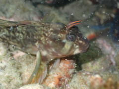 Horned Blenny photo 2