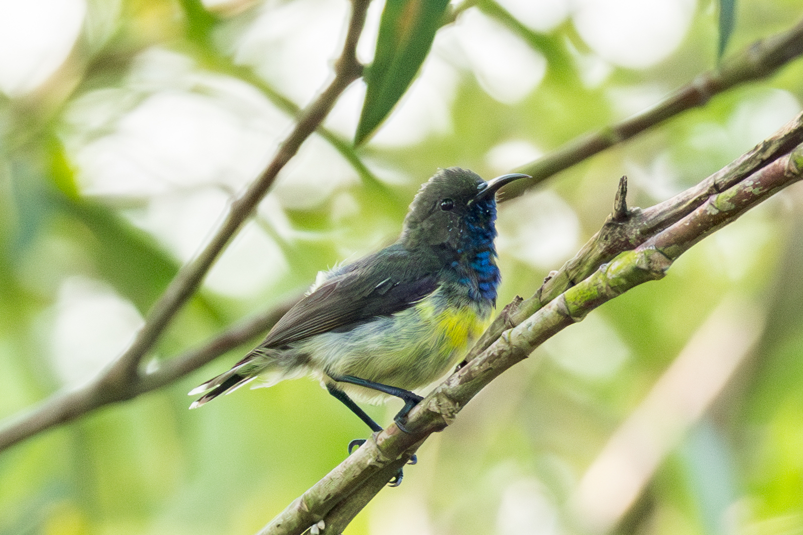 Newton's Sunbird (Anabathmis newtonii), photo 8