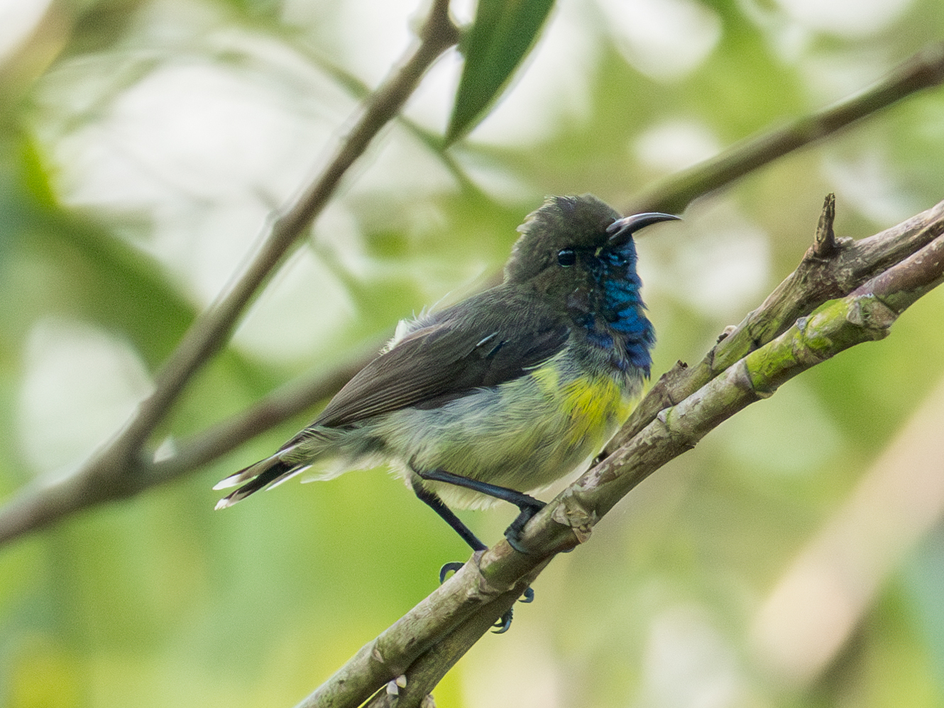 Newton's Sunbird (Anabathmis newtonii), photo 9