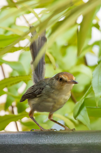 Sao Tome Prinia (Prinia molleri)