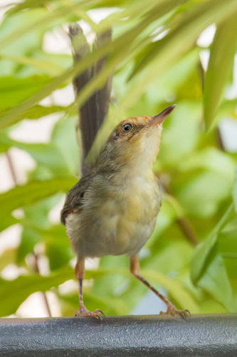 Sao Tome Prinia (Prinia molleri), photo 2