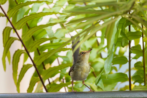 Sao Tome Prinia (Prinia molleri), photo 7